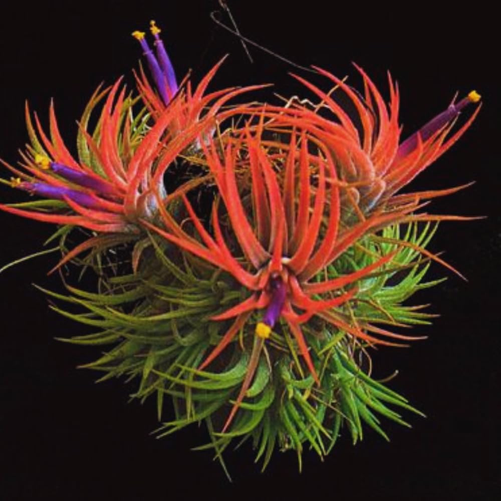 Tillandsia Plants, Red Tillandsia Air Plants Live, Combo 15 Succulents Plant Live, House Plant Indoor Outdoor, 2 Inc Tall
