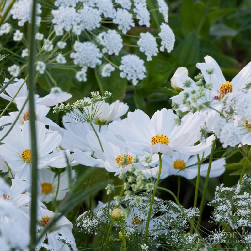 Eden Brothers Moon Garden Flower Mixed Seeds for Planting, 1 oz, 30,000+ Seeds with Cosmos Purity, Bishop's Flower | Attracts Pollinators, Plant in Spring or Fall, Zones 3, 4, 5, 6, 7, 8, 9, 10