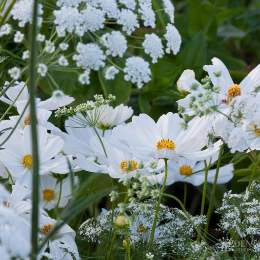 Eden Brothers Moon Garden Flower Mixed Seeds for Planting, 1 lb, 480,000+ Seeds with Cosmos Purity, Bishop's Flower | Attracts Pollinators, Plant in Spring or Fall, Zones 3, 4, 5, 6, 7, 8, 9, 10
