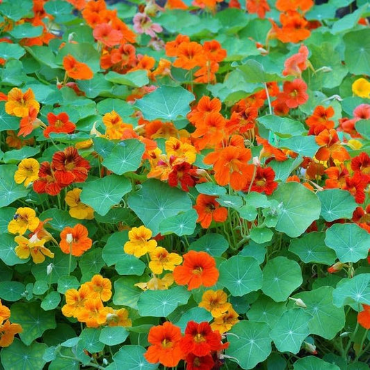 Dirt Goddess Super Seed~ Nasturtium, Tall Trailing Mix Seed~ Tropaeolum majus (25 Lbs)