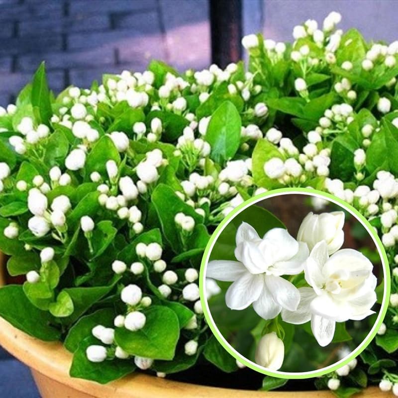 2 Orleans Sambac Jasmine Plants Live, Climbing Jasmine Indoor Outdoor Live, Fragrant, 5-9" in Tall, No Pot, Hardy and Fast-Growing