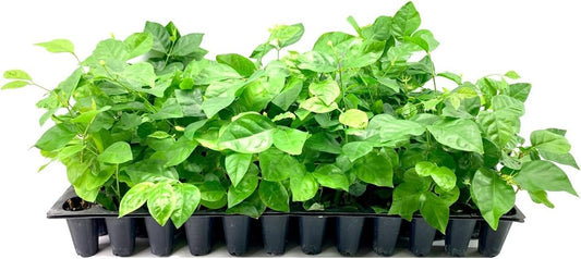 Sambac Jasmine Plant | 10 Live Plants | Jasminum Sambac | Fragrant White Blooms | Ideal for Indoor & Outdoor Planting | Aromatic Addition to Gardens & Patios | Lush & Decorative Foliage