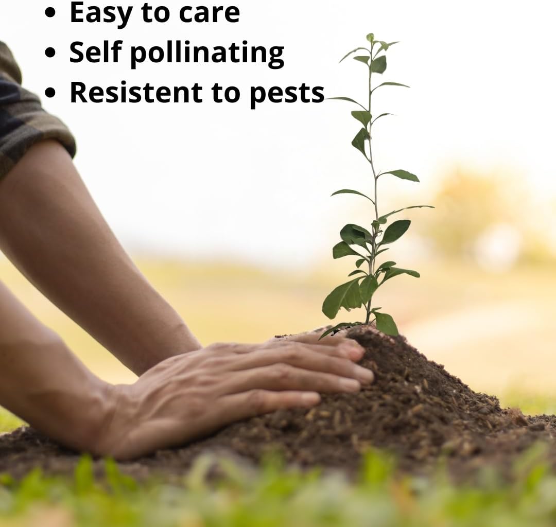 Goji Berry (Wolfberry) Plants (4 Pack) –Rare Berry Variety, Cold-Hardy to -10°F, Drought-Tolerant, Self-Fertile Yielding Sweet Red Berries Live Starter Plants for Planting