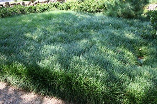 Mondo Grass - 10 Live Plants - Ophiopogon Japonicus - Shade Loving Evergreen Groundcover