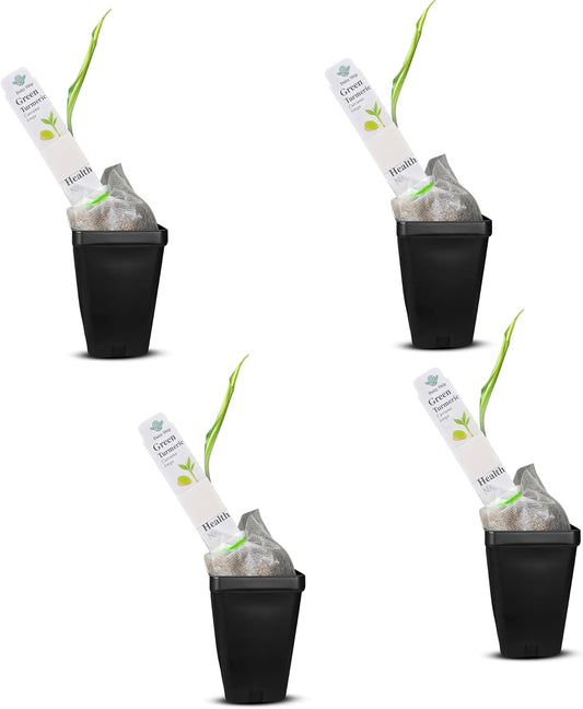 Green Turmeric Live Plant - (Curcuma aeruginosa) - Rare Medicinal Herb, Vibrant Pink Flowers, Ideal for Tropical Gardens (4 Green Turmeric Cups)