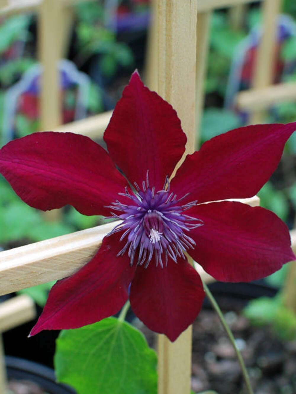Perennial Farm Clematis Boulevard® Nubia™ Hybrid – Live Clematis Vine in 4 Quart Container, Rich Red Blooms, Compact Habit, Long Blooming, Perfect for Trellises, Containers & Small Space Gardens
