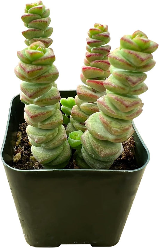 Sprout N Green 2" Crassula Baby's Necklace, Live Trailing Succulent Fully Rooted in Pots, Rare House Plant for Home Office Wedding Hanging Decoration, DIY Projects, Party Favor