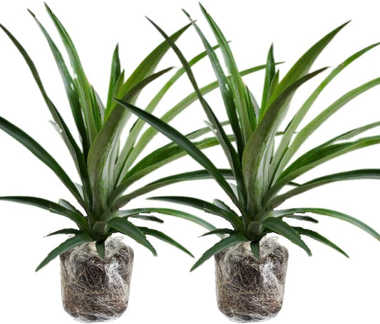 2 White Jade Pineapple Plants Live, 5-9 Inc Tall, Pineapple Fruit Trees Live Plants, Pineapple Seedlings