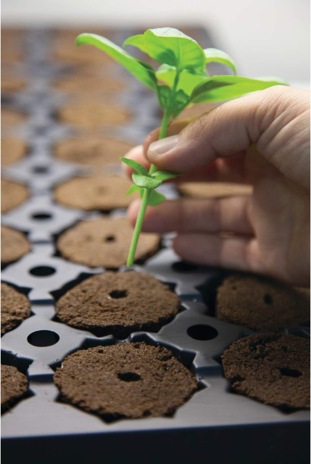 General Hydroponics Rapid Rooter, Starter Plug for Seeds or Cuttings, Great for Soil or Hydroponics Growing System, 50 Plugs