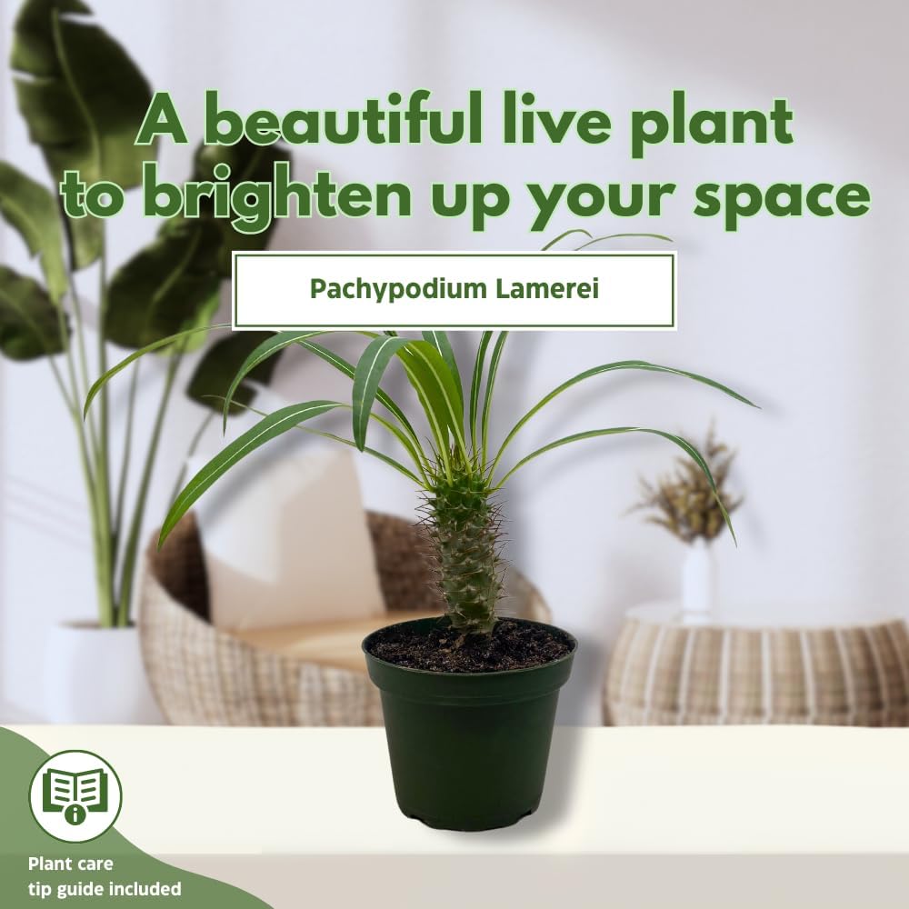 BubbleBlooms Madagascar Palm, Pachypodium Lamerei, in a 4 inch Pot