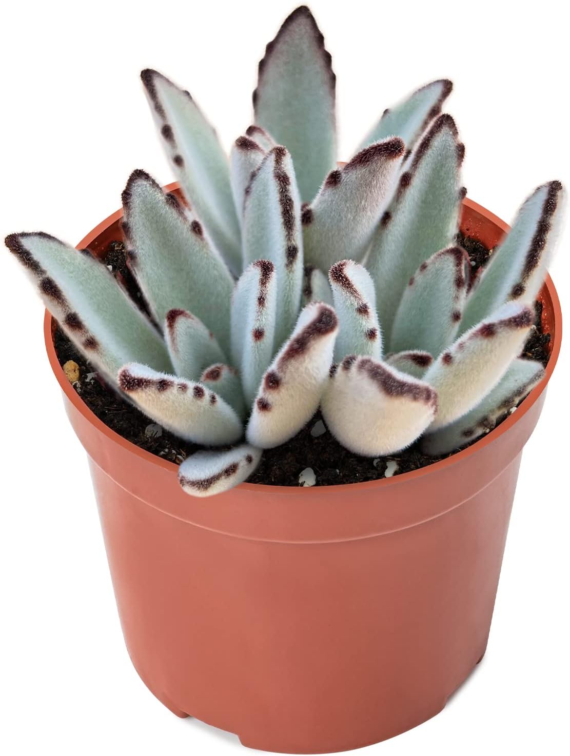 Sprout N Green Kalanchoe Tomentosa Panda Plant with 4 inch Starter Pot, Rare Live Succulent Plant Fully Rooted, Home Office Indoor Outdoor Wedding Decoration DIY Projects Party Favor