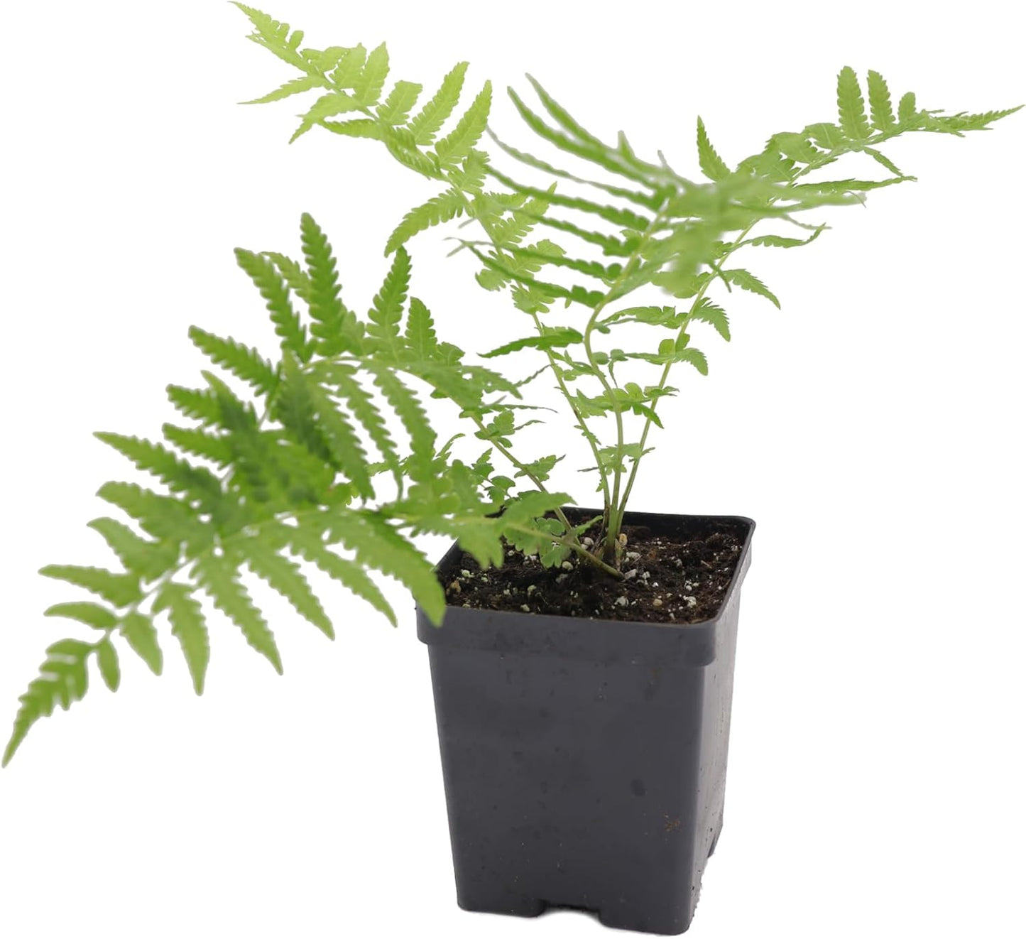 Greenwood Nursery: Live Perennial Plants - Ostrich Fern + Matteuccia Struthiopteris - [Qty: 3X Pint Pots] - (Click for Other Available Plants/Quantities)