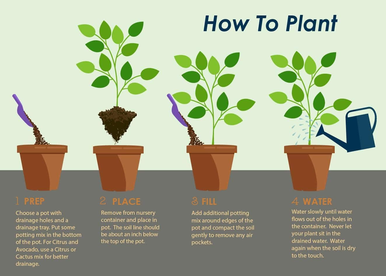 Brighter Blooms - Nules Clementine Tree, 2-3 Feet - Live Fruit Plant - No Shipping to AL, AZ, CA, FL, GA, LA, OR, TX, MS