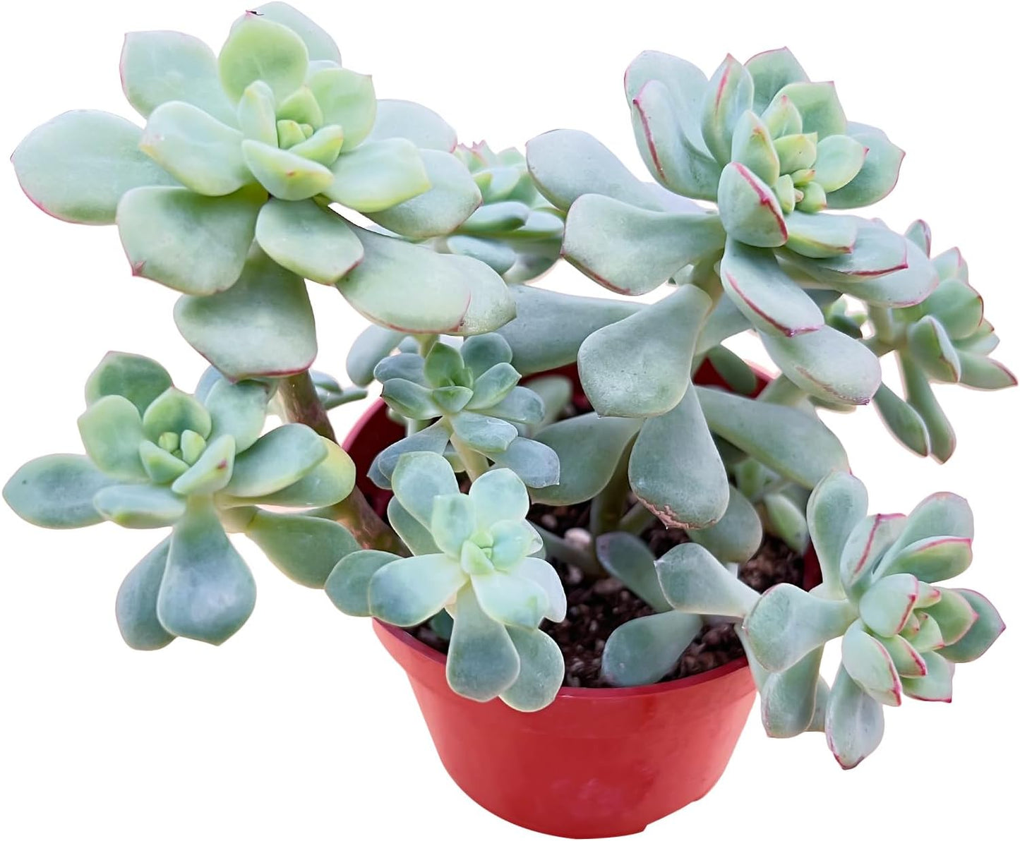 Sprout N Green Echeveria 'Tango', Live Succulent in 4in Pots with Soil, House Plant for Home Office Wedding Hanging Decoration, DIY Projects, Party Favor