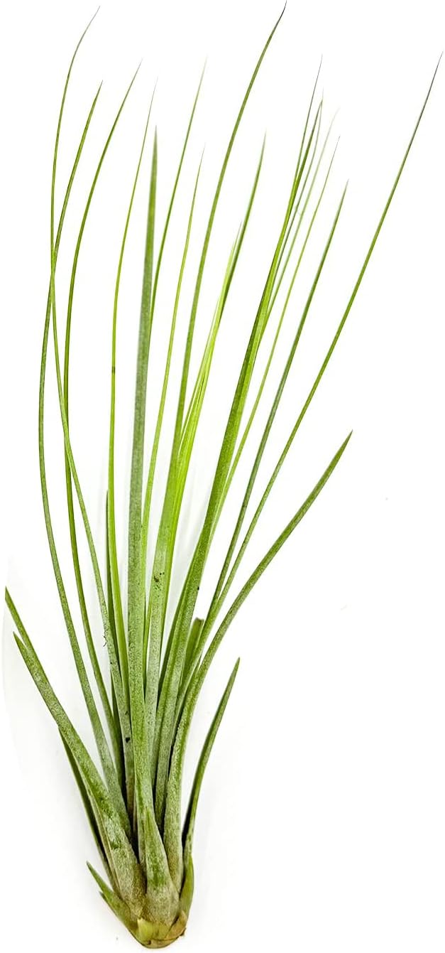 Air Plants - Tillandsia Juncea, Jumbo 8-12" - 1ct - Live Arrival Guaranteed - House Plants for Home Decor & Gift