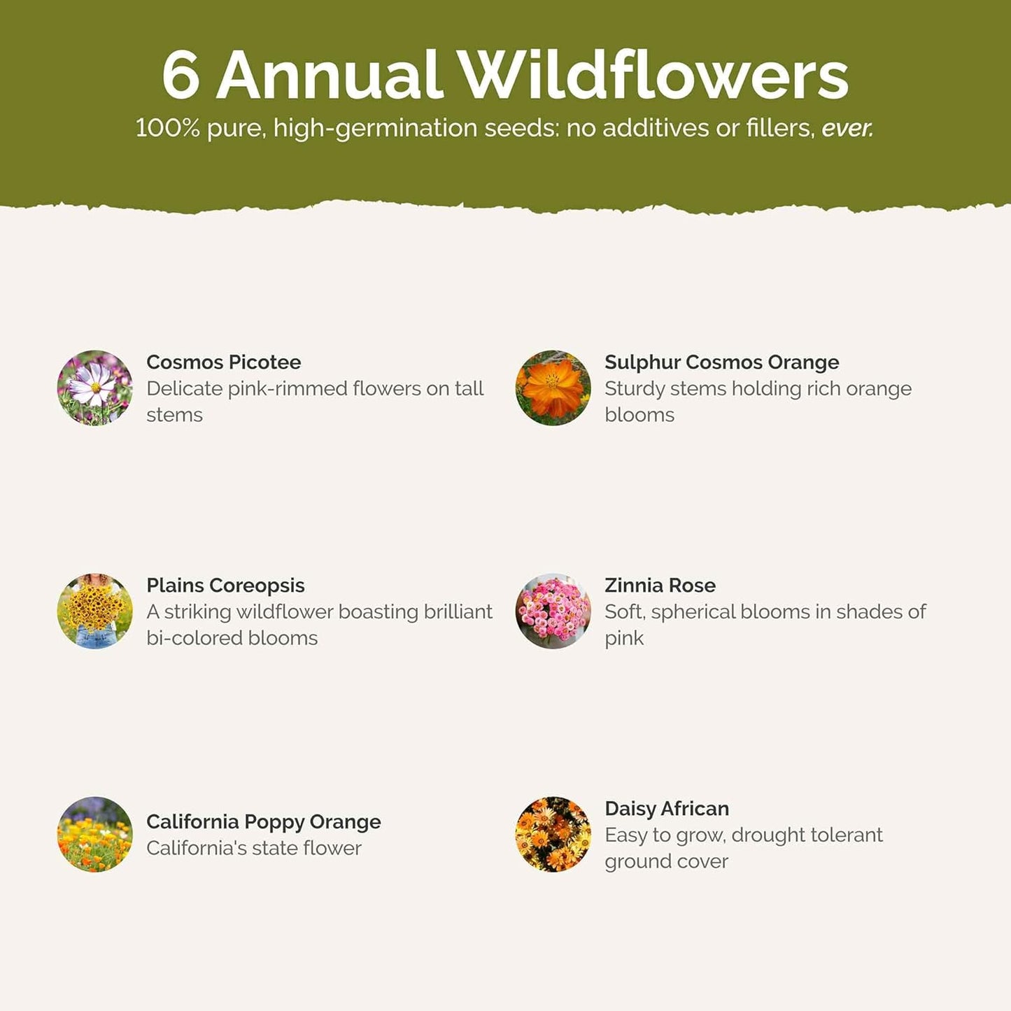 Eden Brothers Orange Sherbet Flower Mixed Seeds for Planting, 1/4 lb, 120,000+ Seeds with Cosmos Picotee, Bright Lights | Attracts Pollinators, Plant in Spring or Fall, Zones 3, 4, 5, 6, 7, 8, 9, 10