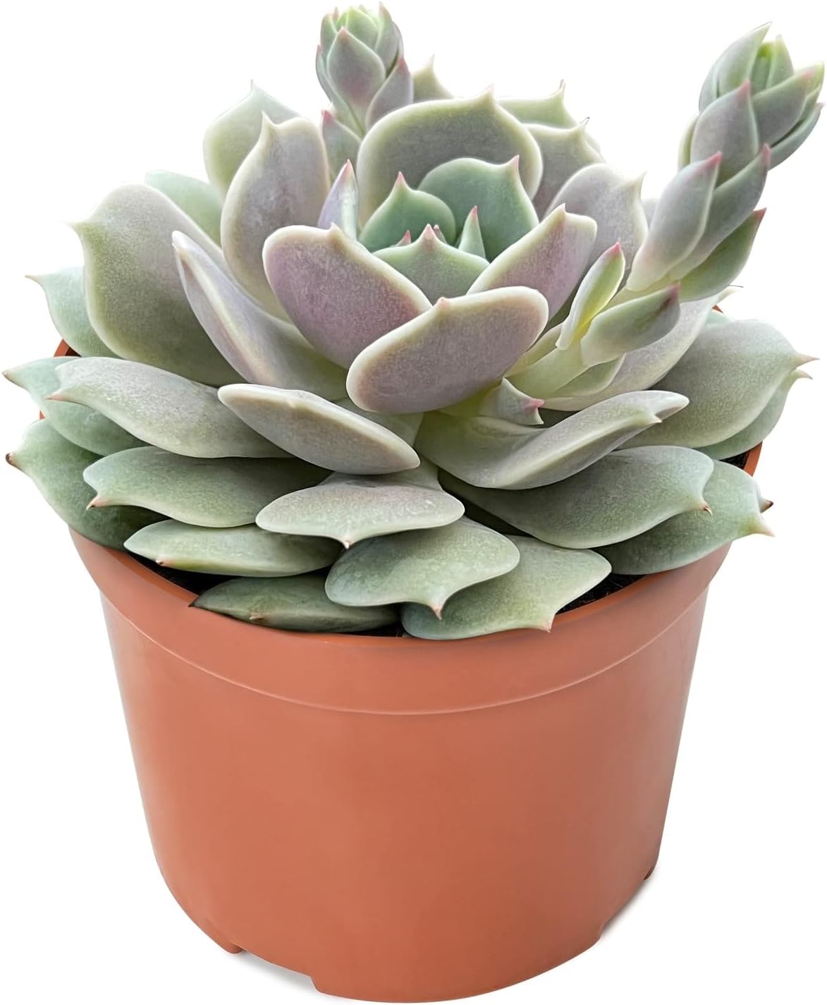 4-inch Succulent Echeveria 'Lola', Live Succulents Plants Fully Rooted in Pots with Soil, Easy-Care House Plants for DIY, Home Office Decoration