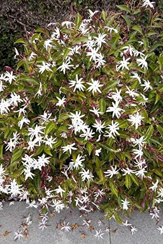 Star Jasmine - 10 Live Plants - Jasminum Nitidum - Fragrant Blooming Evergreen Vine