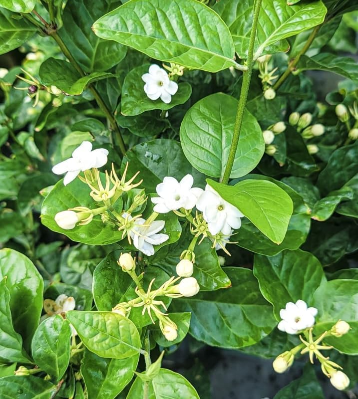 Sambac Jasmine Live Plant Frangant Jasmine Shurb White Jasmines Flowers Bush Plant 8-10 Inch Tall in 3 Inch Pot