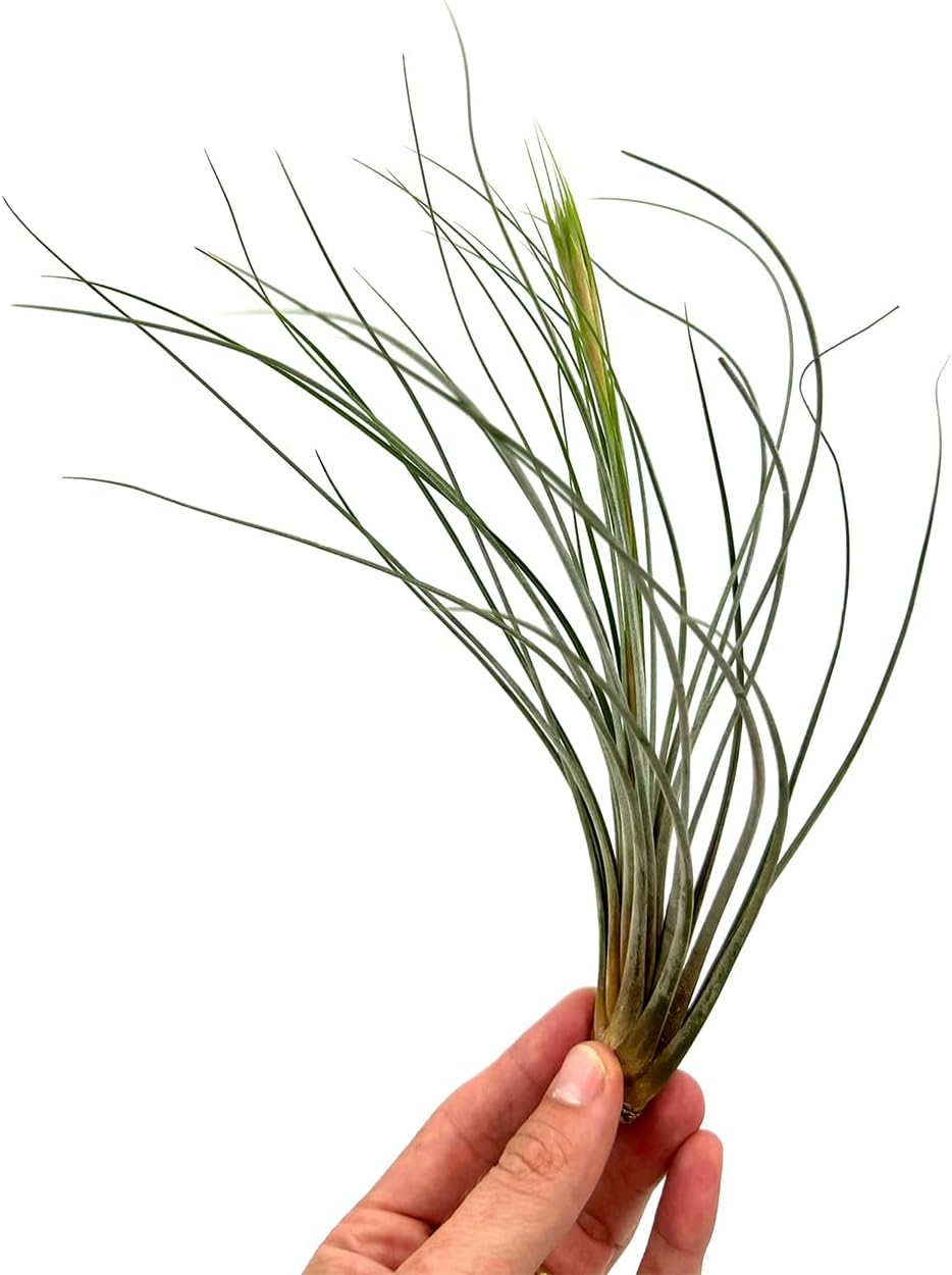 Air Plants - Tillandsia Juncea, Jumbo 8-12" - 3ct - Live Arrival Guaranteed - House Plants for Home Decor & Gift