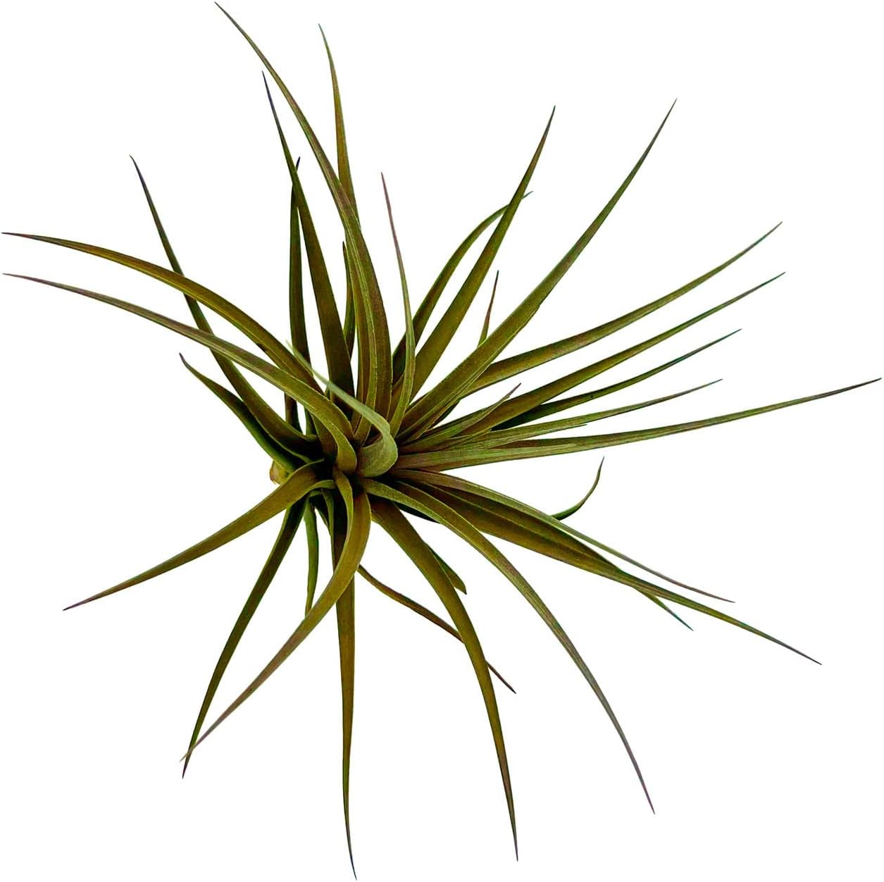 Air Plants - Flowering Tillandsia Stricta Large 5" - 1ct - Live Arrival Guaranteed - House Plants for Home Decor & Gift