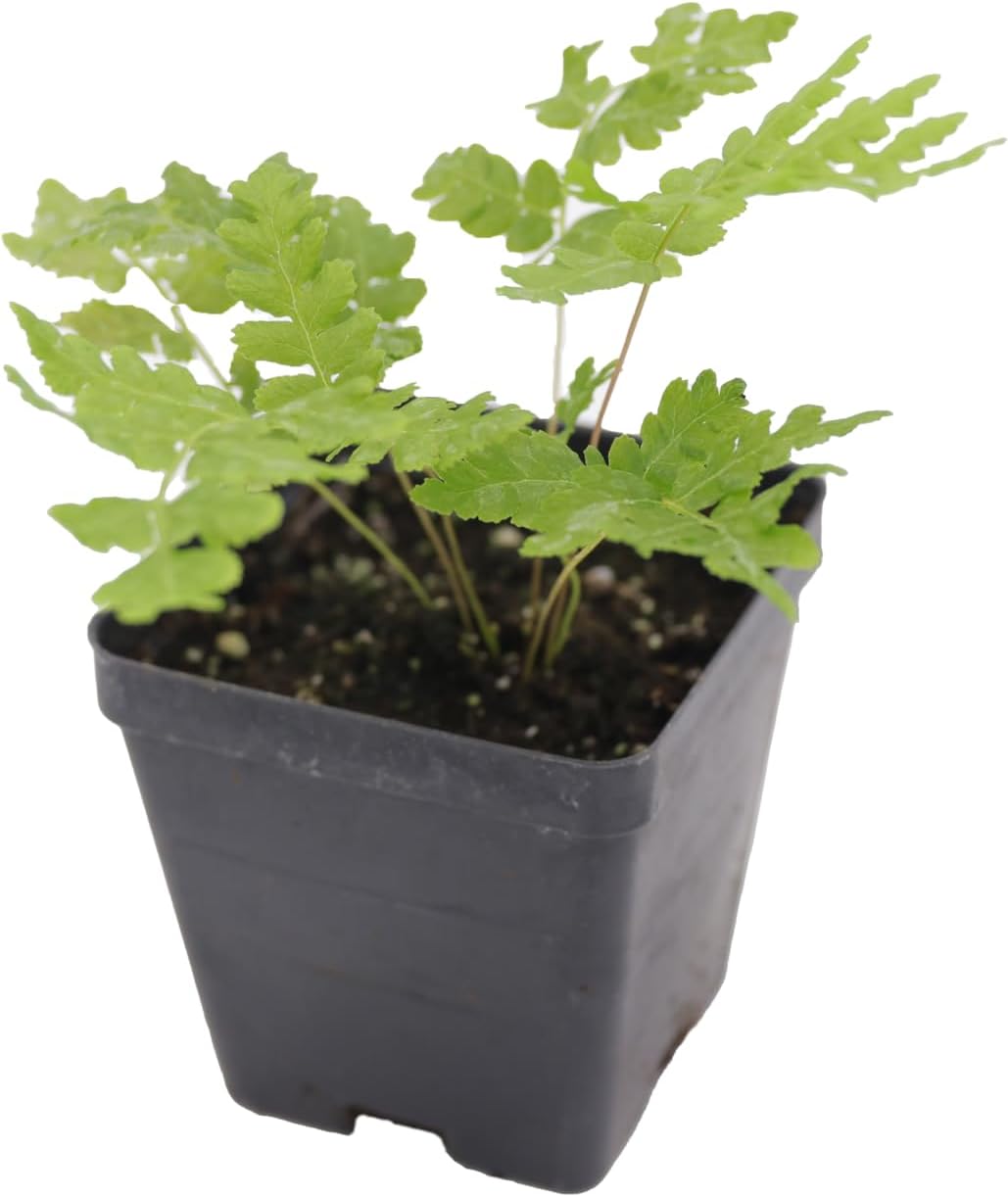 Greenwood Nursery: Live Perennial Plants - Cinnamon Fern + Osmundastrum Cinnamomeum - [Qty: 2X Pint Pots] - (Click for Other Available Plants/Quantities)