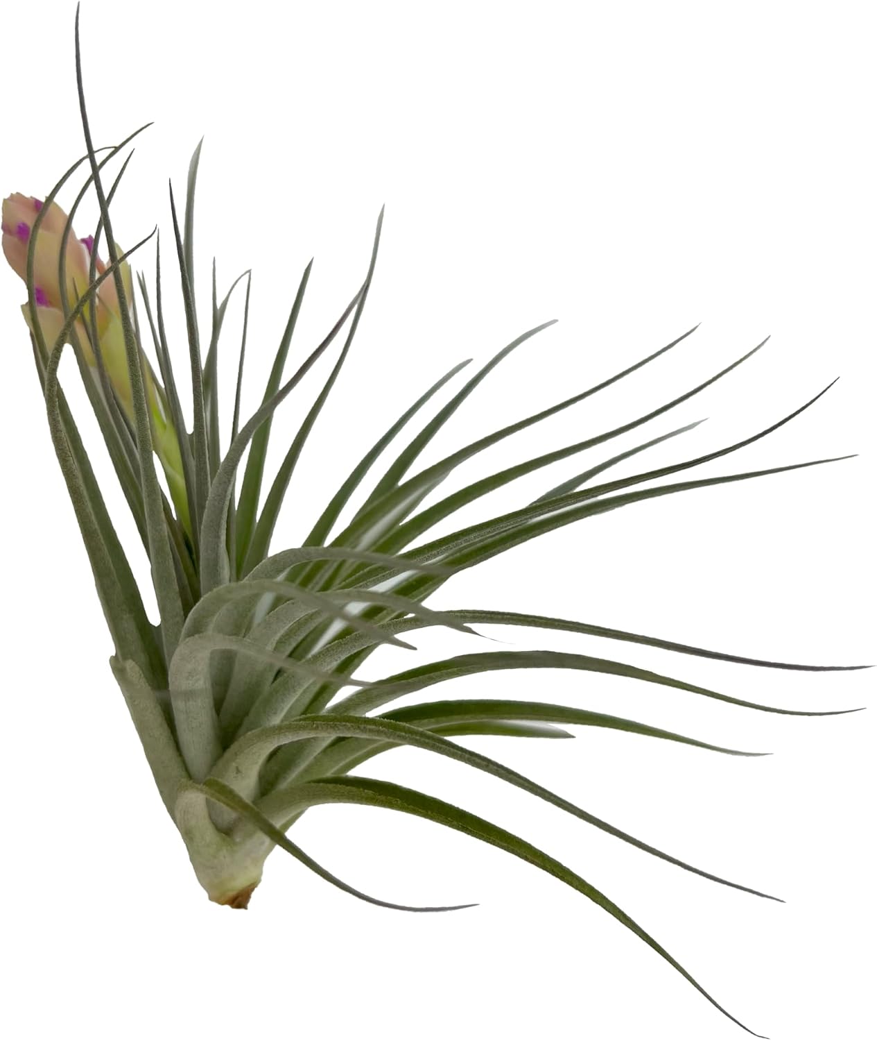 Air Plants - Elsker Gift Box - Large 4" - 5ct - Live Arrival Guaranteed - House Plants for Home Decor & Gift