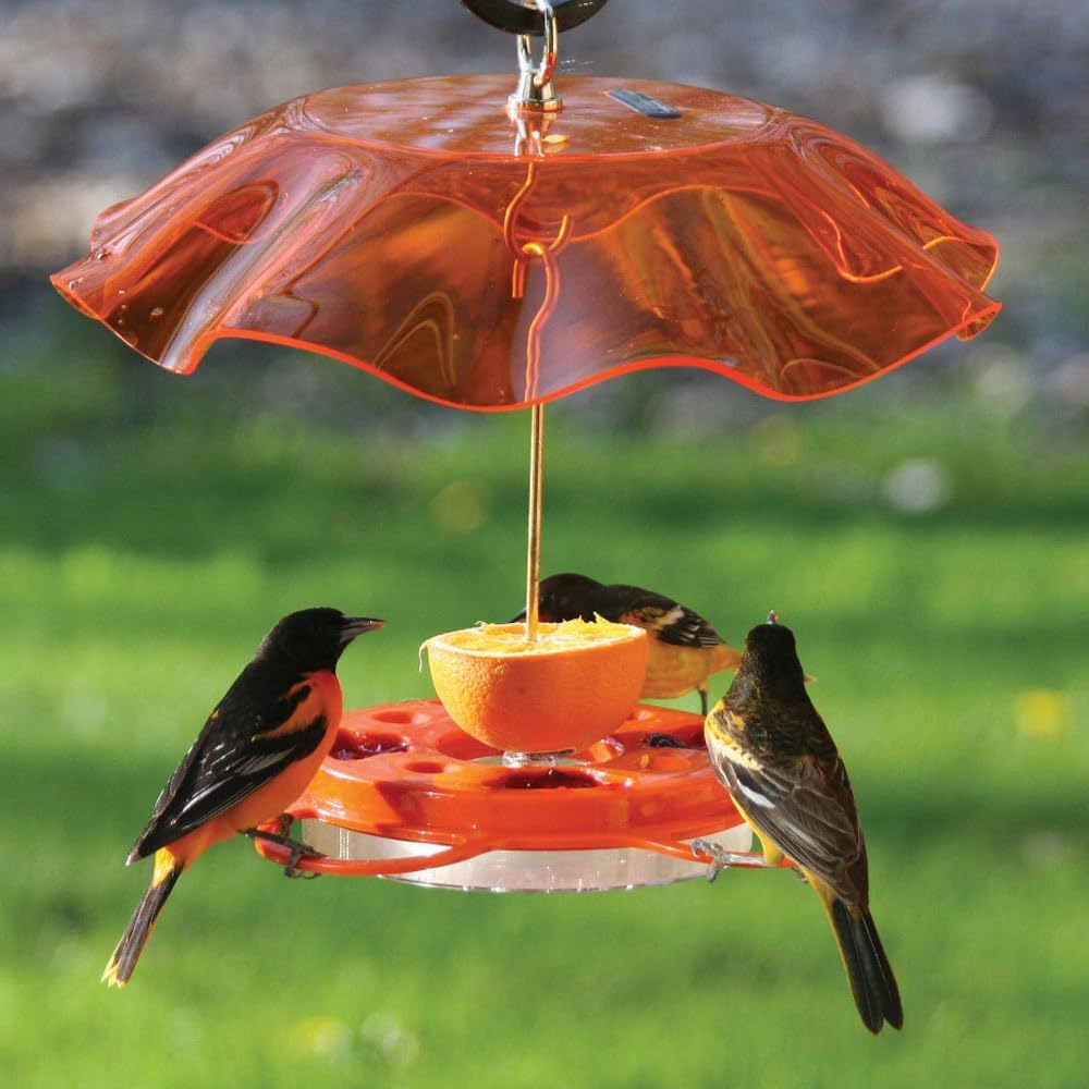 Birds Choice Oriolefest Oriole Bird Feeder with Protective Weatherguard | Hanging Bird Feeder for Jelly, Oranges & Nectar | 4 Feeding Ports & Trays with Ant Moat & Bee Guards | 12 oz, Orange