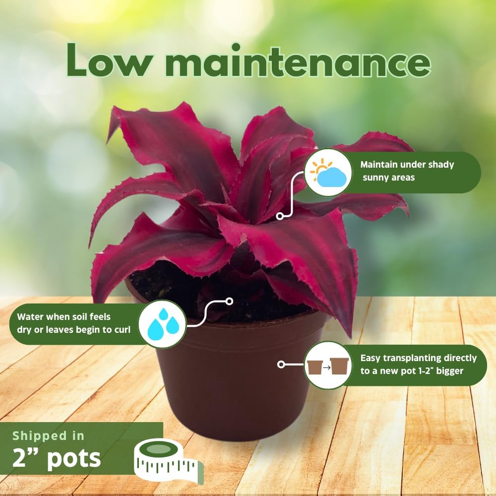 BubbleBlooms Cryptanthus bivittatus Assortment, Earth Star Bromeliad Set, 3 Different Succulents