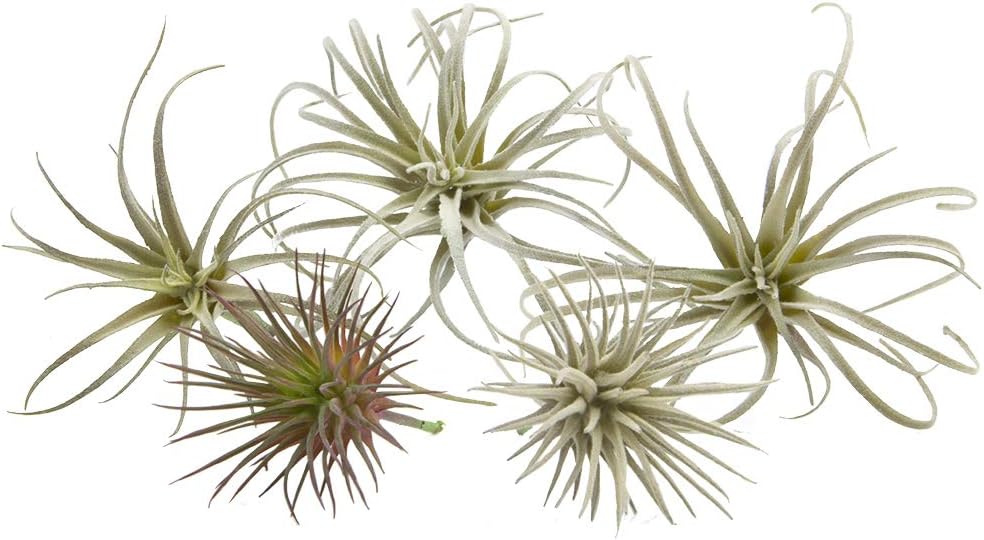 CHIVE Artificial Air Plants — Bulk Set of 5, Small — Ultra Realistic Fake Tillandsia Bromeliad Plants — Decorative Faux Succulents for Home & Office Decor — No Care Needed!