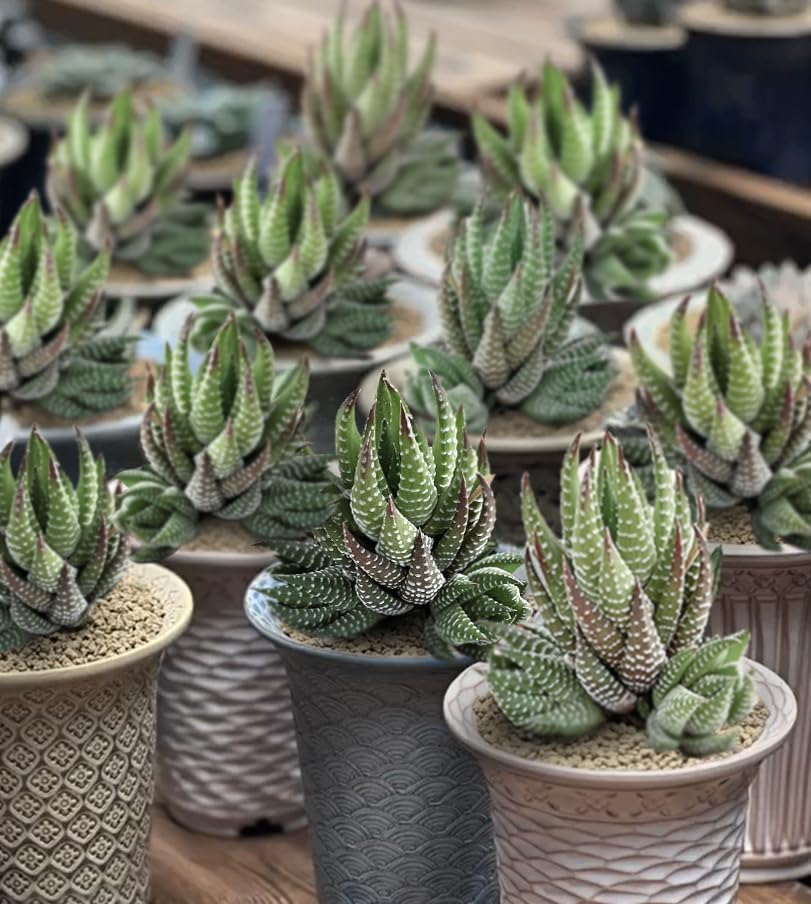 Sprout N Green Haworthia coarctata, Rare Live Succulent Plant Fully Rooted in 2inch Starter Pot, Home Office Indoor Outdoor Wedding Decoration DIY Projects Party Favor