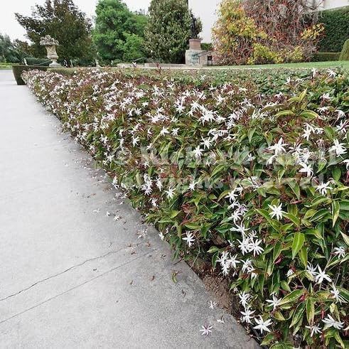 Live Angel Wing Jasmine (Jasminum Nitidum) Plants - Fragrant, White Blooming Evergreen Shrub for Any Garden (2 jas Angel sacs)