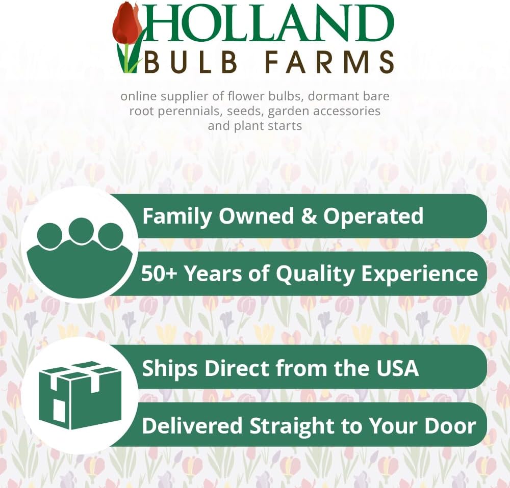 Bulk Mixed Daffodils Flower Bulbs - 250 Bulbs per Pack - Deer Resistant - Good as Cut Flowers - Naturalizing - Perennializing - Easy to Grow Live Plants - Outdoor Garden