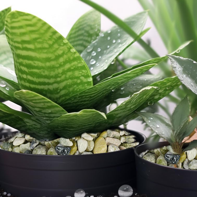 12 LBS River Rocks, StoneCreek, Decorative Garden Stones for Plant Landscaping, Polished Gravel Filler Pebbles for Home Decoration, Vases, Succulents, Flower Beds and Fish Tanks (Jade, Medium)