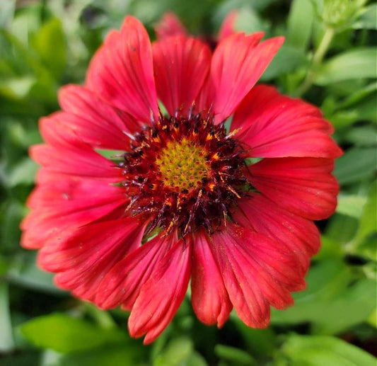 Greenwood Nursery: Live Perennial Plants - 'Mesa Red' + Gaillardia x Grandiflora - [Qty: 1x Pint Pot] - (Click for Other Available Plants/Quantities)