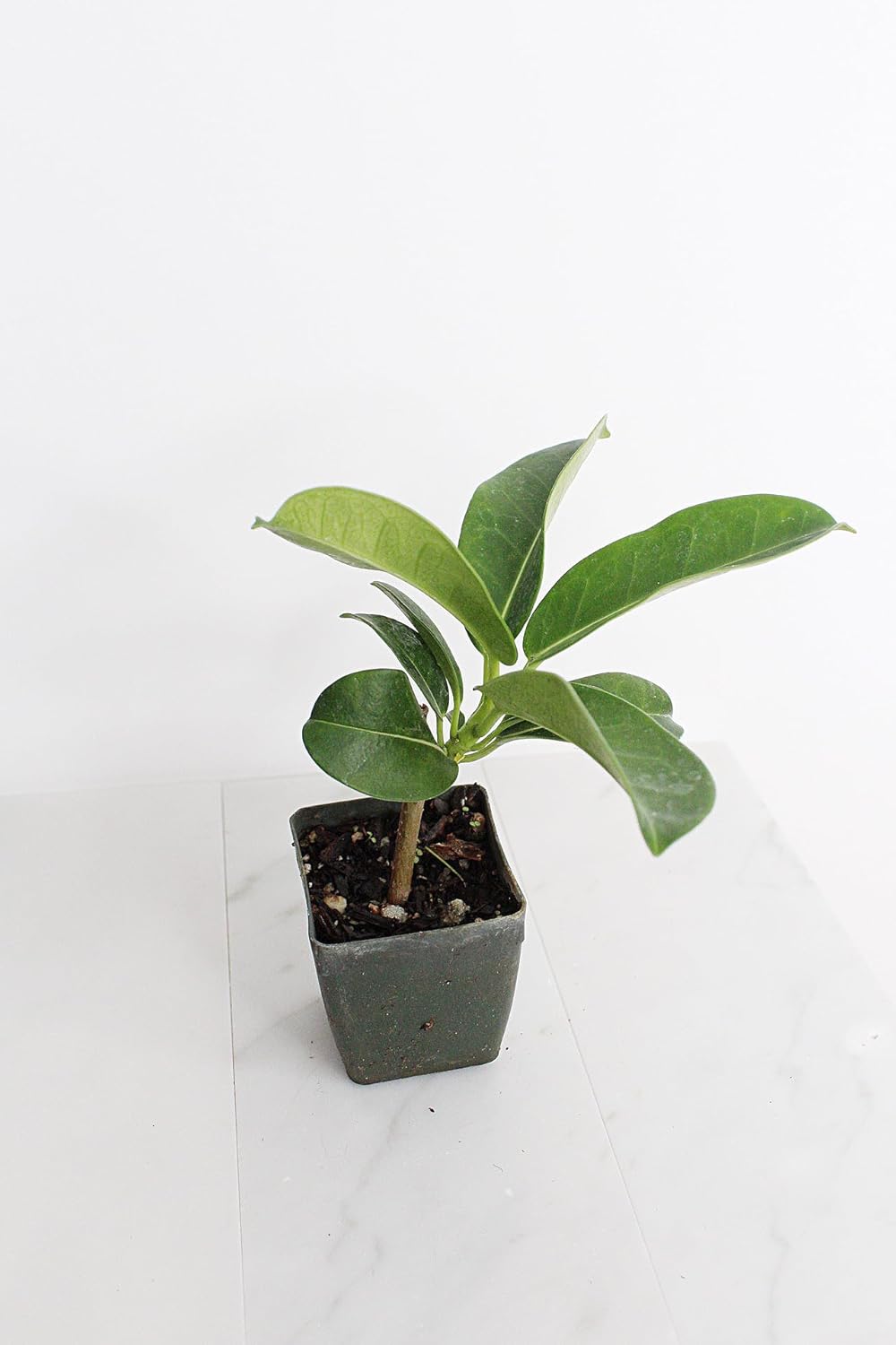 Generic Stephanotis Floribundas Madagascar Jasmine Vine | 2 inch Pot | Fairy Garden (1), green