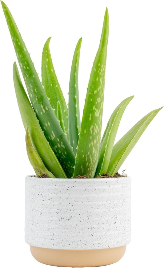 Costa Farms Aloe Vera, Live Succulent Plant, Easy Care Indoor Houseplant in Modern Décor Planter, Room Air Purifier, Tabletop, Office, Desk or Home Décor, Birthday, Gardening Gift, 10-12 Inches Tall