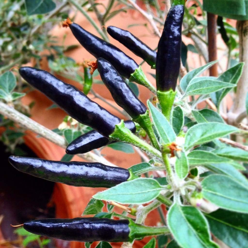 Premium Black Cobra Pepper (Capsicum Annuum) - Rare & Exotic Hot Chili Pepper, Perfect for Home Gardening and Gourmet Cooking (4 bkcbr pep Bags)