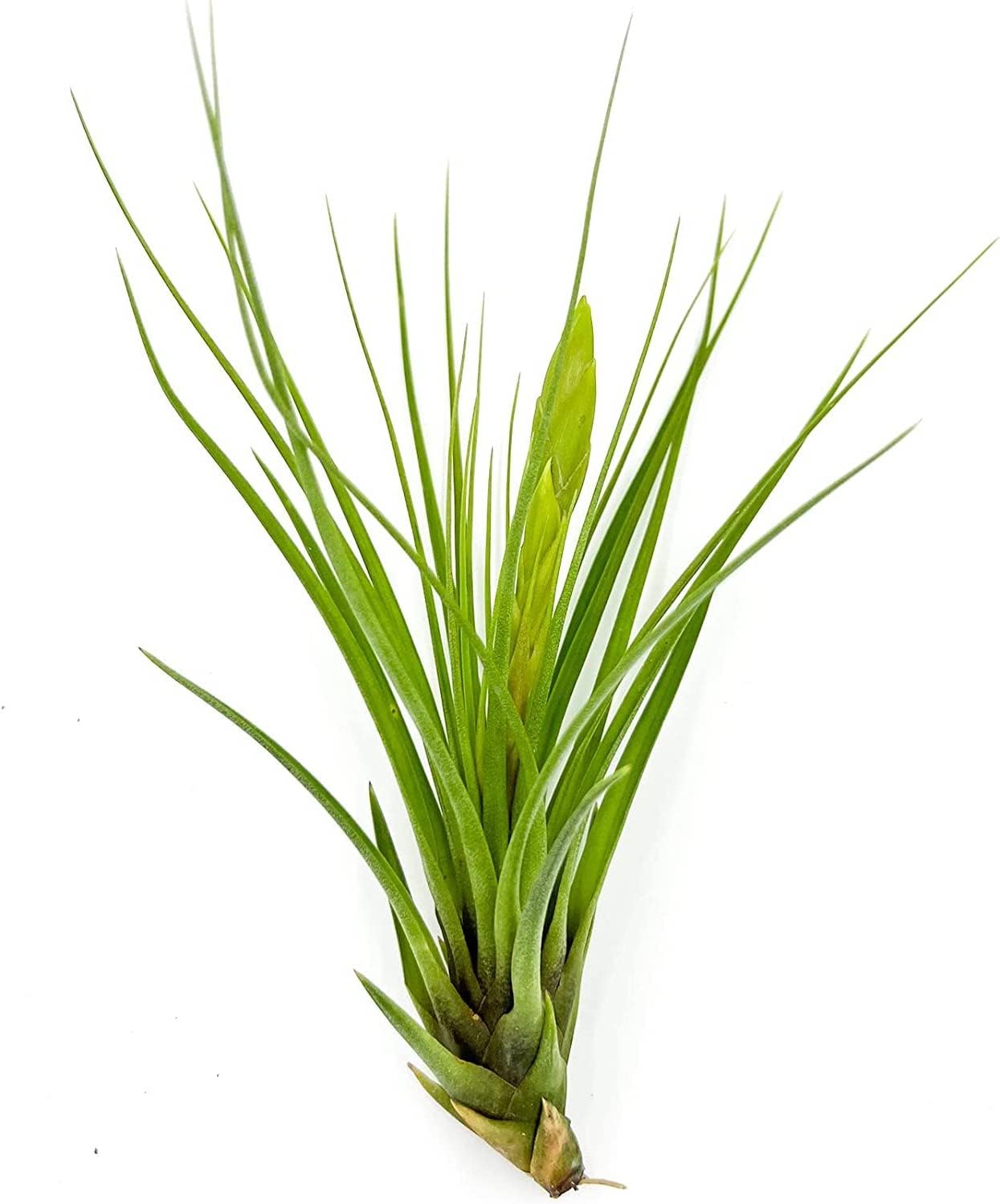 Air Plants - Flowering Tillandsia Melanocrater Tricolor, Large 5" - 1ct - Live Arrival Guaranteed - House Plants for Home Decor & Gift
