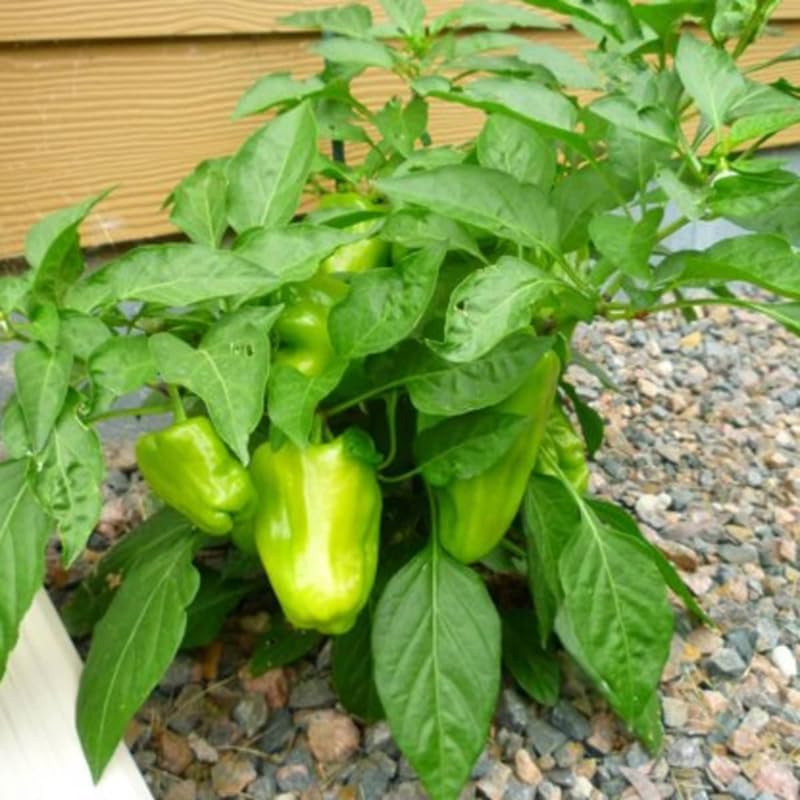 Pack 4 Pepper Plants Live, 80 Days Old Live Pepper Green for Growing, Chili Peppers for Planting, 5 to 9 Inc Tall (Sweet Bell)