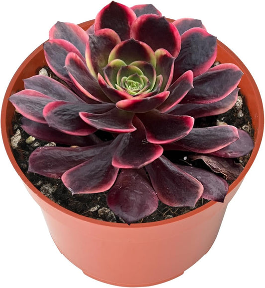 Live Succulents Aeonium 'Superbang' (4-inch), Succulent Plants Fully Rooted in Pots with Soil, Easy-Care House Plant for DIY, Home Office Decor, Wedding Party Favor