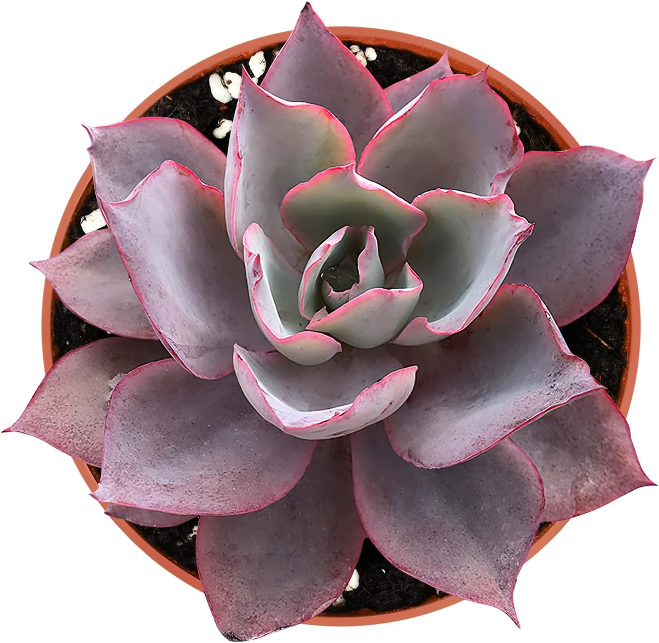 4-inch Succulent Echeveria Afterglow, Live Succulents Plants Fully Rooted in Pots with Soil, Easy-Care House Plants for DIY, Home Office Decoration