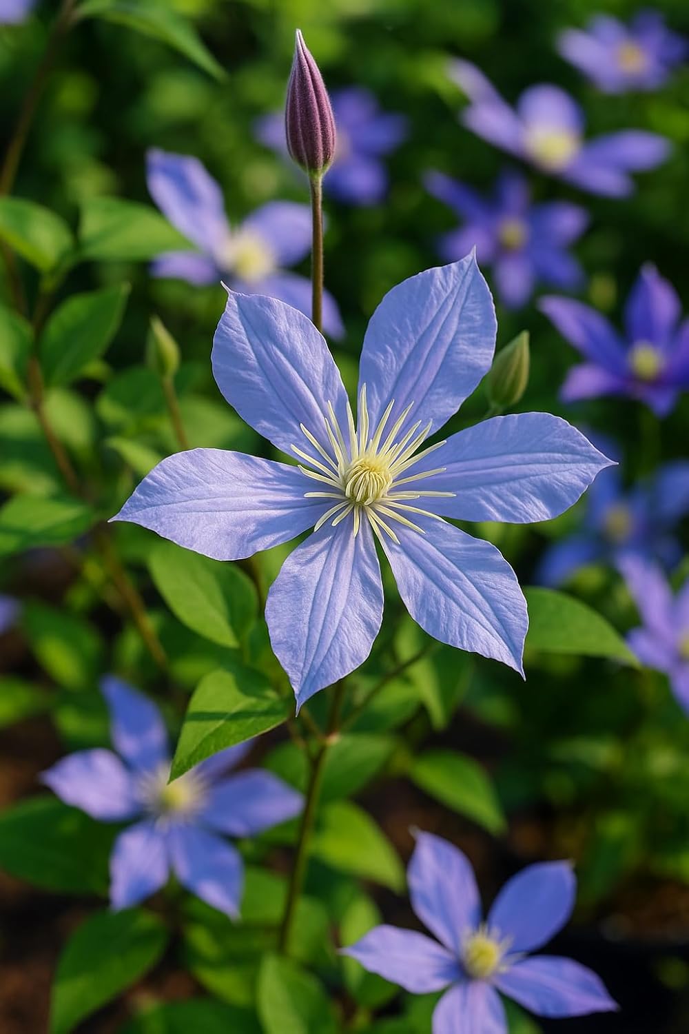 Perennial Farm Clematis 'Arabella' Hybrid – Live Flowering Vine in 4 Quart Container, Violet-Blue Bell-Shaped Blooms, Long Blooming, Non-Clinging Climber, Ideal for Trellises, Arches & Containers