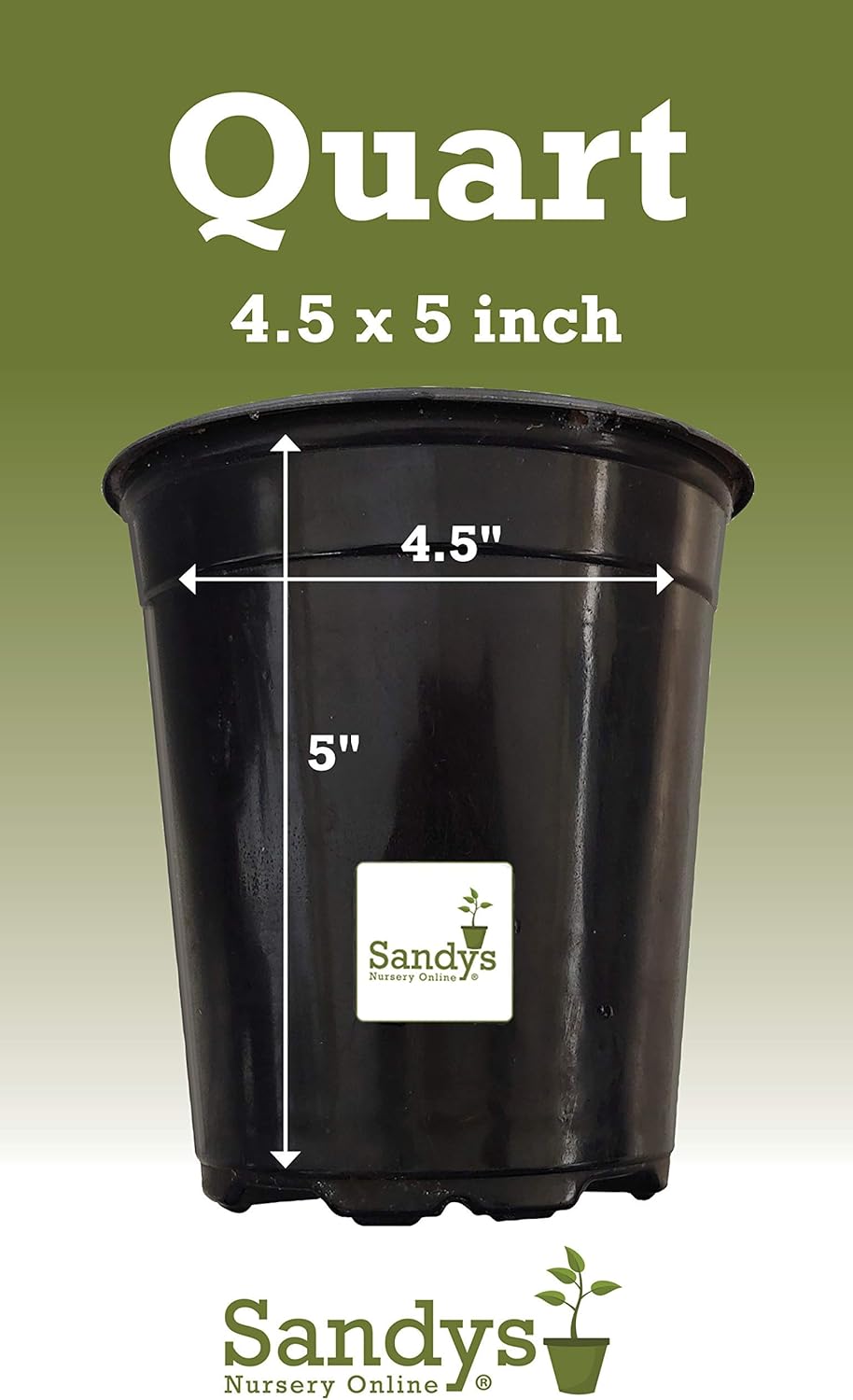 Thuja Green Giant Arborvitae Lot of 6, Quart Pot