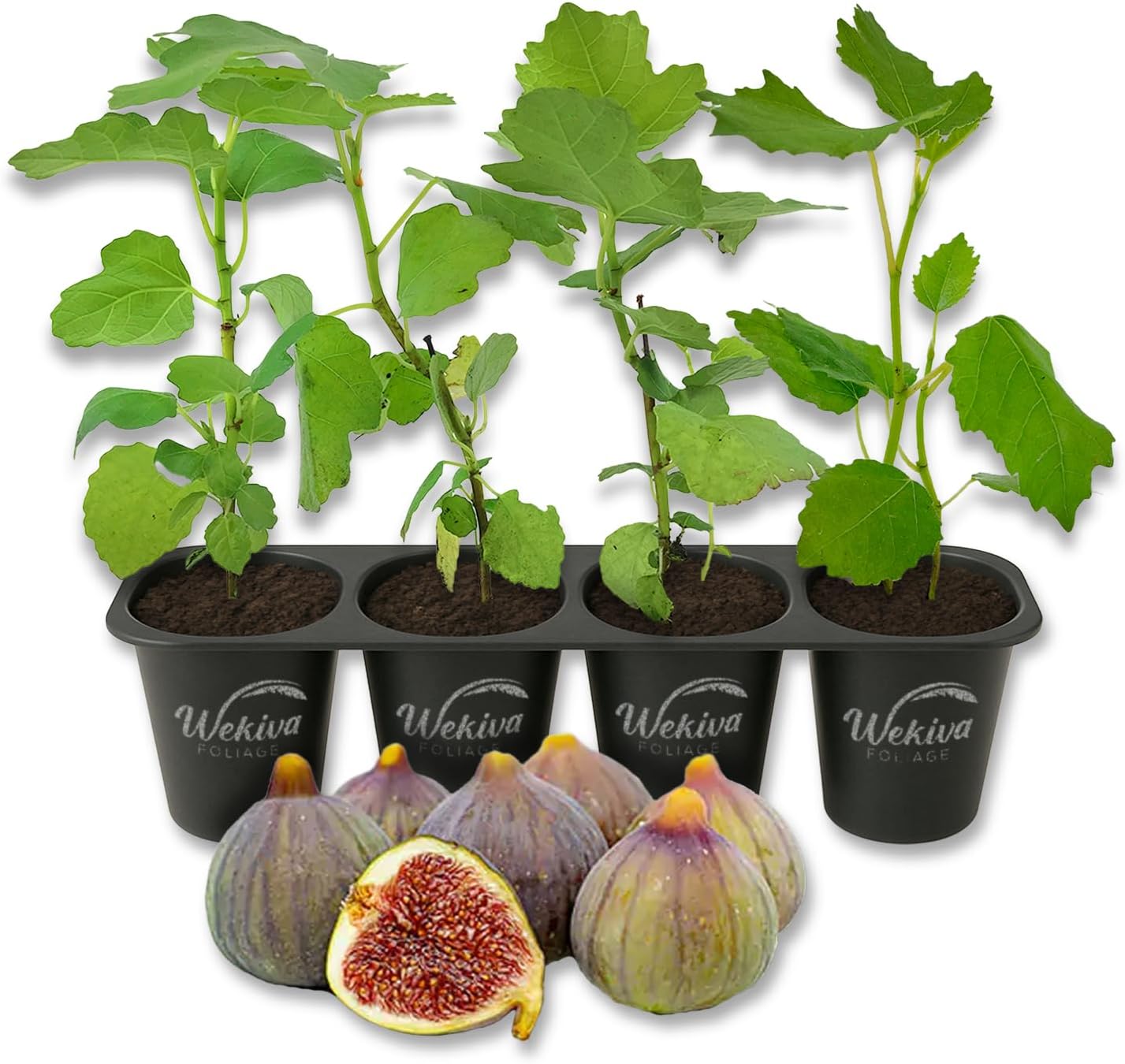 Chicago Hardy Fig Tree - 4 Live Starter Plants - Ficus Carica - Edible Fruit Tree for The Patio and Garden