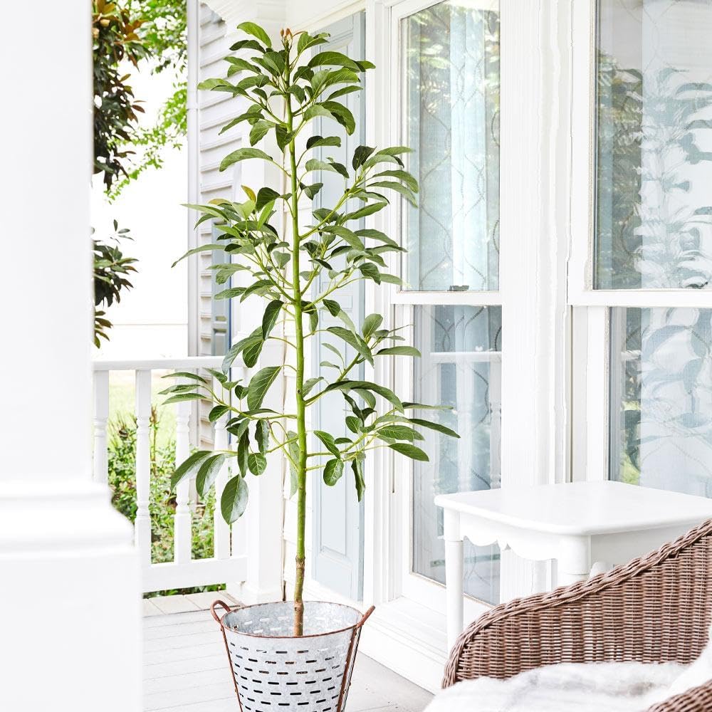 Brighter Blooms - Cold Hardy Avocado Tree, 2-3 ft. - No Shipping to AK, AZ, HI, OR