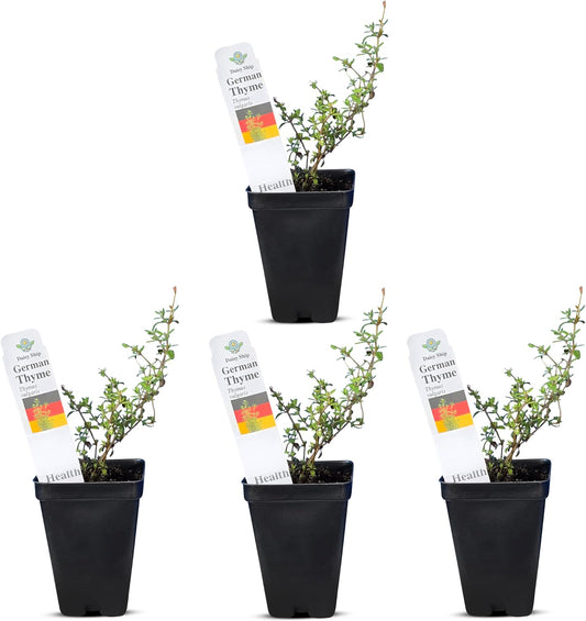 German Thyme Plants - Perfect for Indoor or Outdoor Gardening, High in Antioxidants, Fragrant and Flavorful Herb (4 ger Thyme Cups)