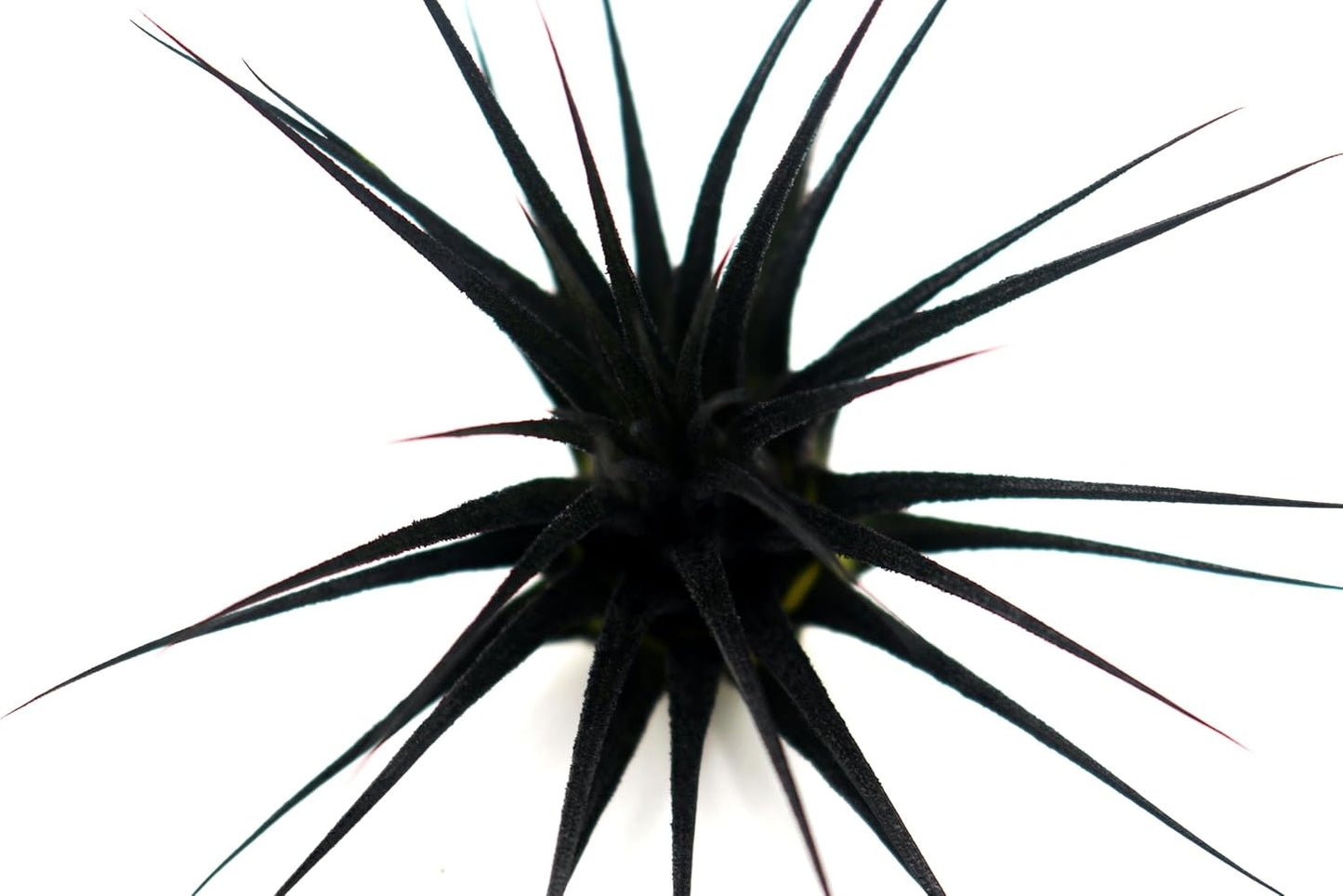 Dyed Tillandsia Ionantha Guatemala Enhanced Colored Colorful Air Plant Live Easy Care Indoor Outdoor Home Decor Gift Airplant by Awesome Industries Live Arrival Guaranteed (Black)