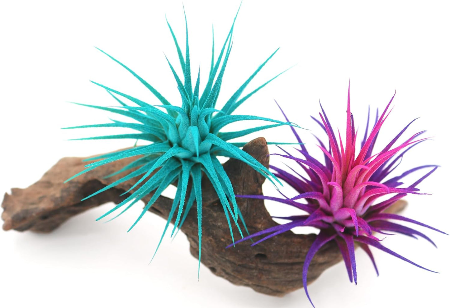 Live Extra Large Tillandsia Ionantha Guatemala Enhanced Colored Colorful Air Plant 3+ inch Easy Care Indoor Outdoor Home Decor Gift Airplant Awesome Industries Live Arrival Guaranteed (Teal XL)