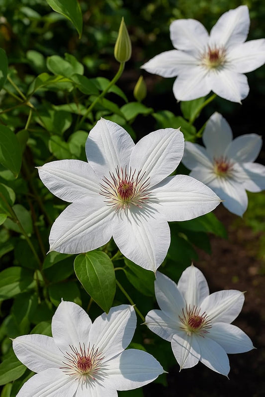 Perennial Farm Clematis 'Henryii' Hybrid – Live Flowering Vine in 4 Quart Container, Large Pure White Blooms with Creamy Centers, Long Blooming, Ideal for Trellises, Arbors & Classic Garden Displays